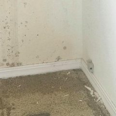 Mold showing on the carpet and wall from water damage