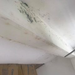 Mold showing through the paint on the ceiling in a residential dwelling